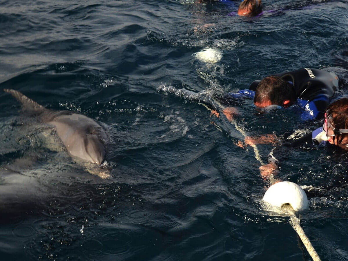 Swimming with Wild Dolphins
