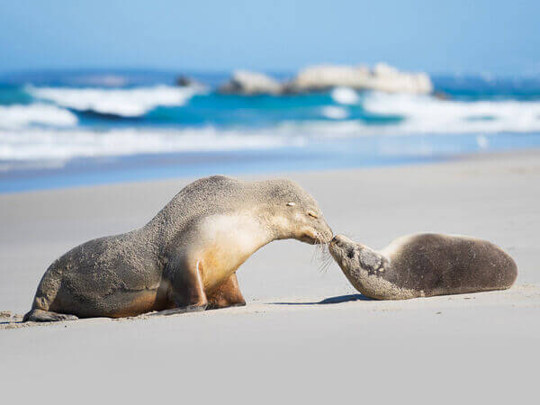 Kangaroo Island